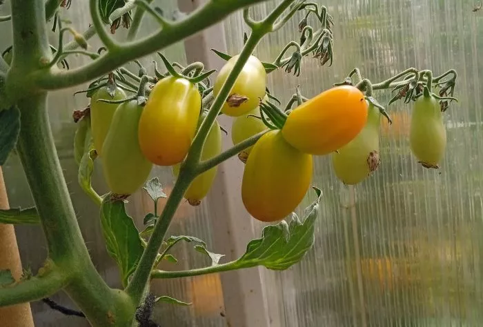 finik-zheltyy-1-139781