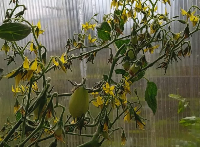 finik-zheltyy-3-139781