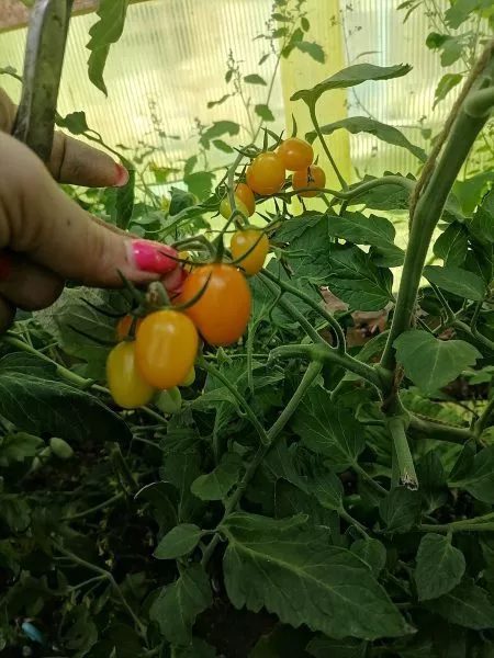 finik-zheltyy-4-139781