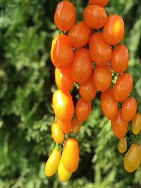 finik-zheltyy-5-139781