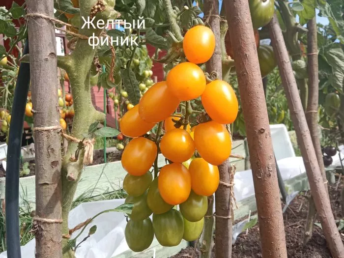 finik-zheltyy-6-139781