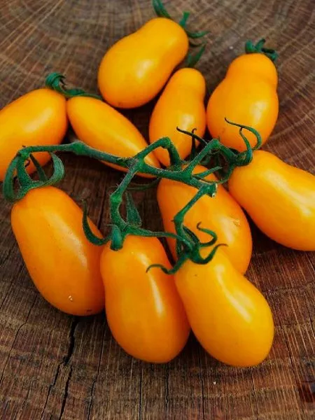 finik-zheltyy-7-139781