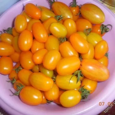 finik-zheltyy-8-139781