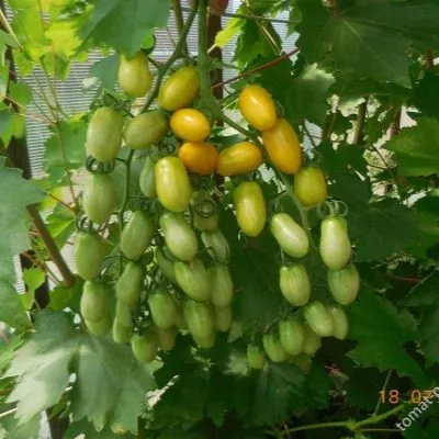 finik-zheltyy-9-139781