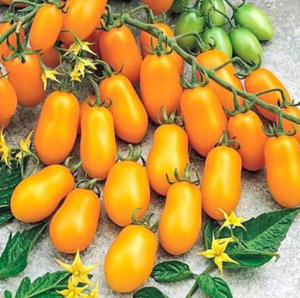 finik-zheltyy-main-139781