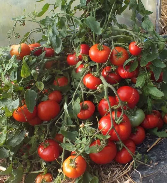 finskiy-karlik-5-155480