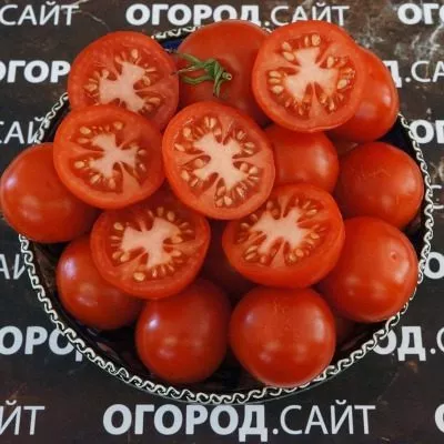 finskiy-karlik-6-155480