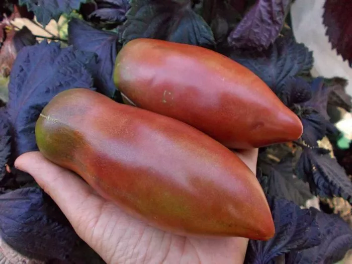 fioletovaya-gordost-vesselya-1-159213