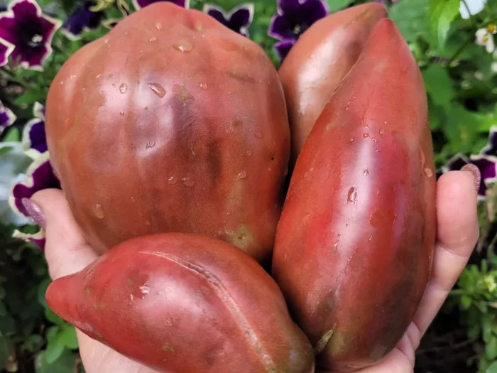 fioletovaya-gordost-vesselya-3-159213