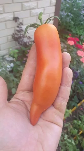 fioletovaya-gordost-vesselya-5-159213