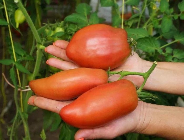 fioletovaya-gordost-vesselya-6-159213