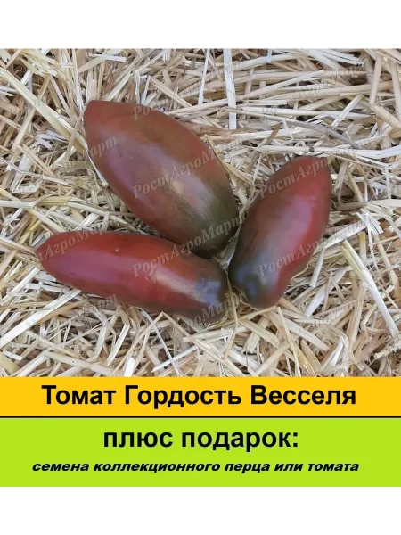 fioletovaya-gordost-vesselya-9-159213