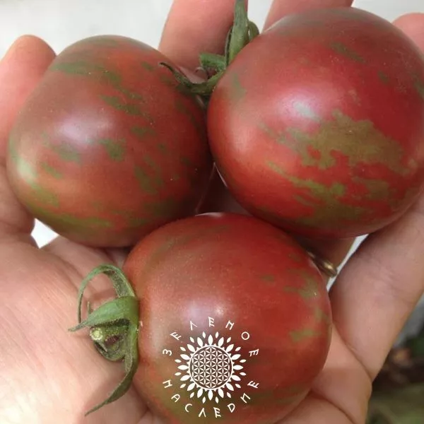 fioletovyy-dzhasper-3-156478