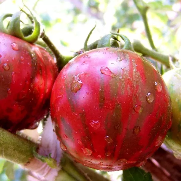 fioletovyy-dzhasper-4-156478