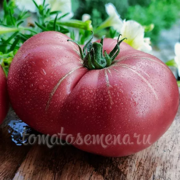 fioletovyy-konyak-1-150752