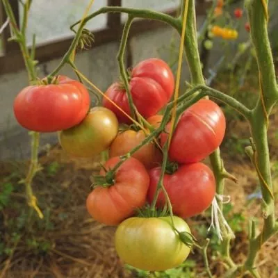 fioletovyy-konyak-3-150752