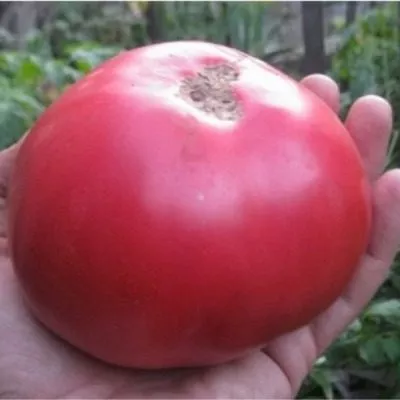 fioletovyy-konyak-6-150752