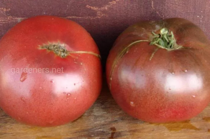 fioletovyy-konyak-main-150752