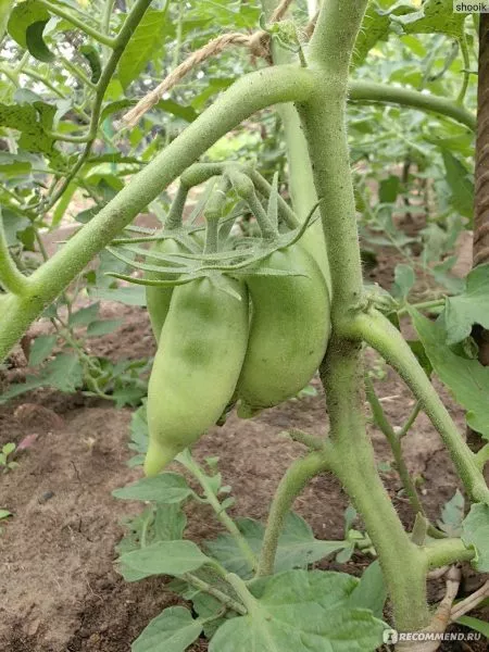 flamenko-purpurnyy-2-167490