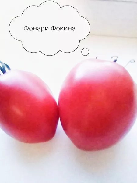 fonari-fokina-1-167027