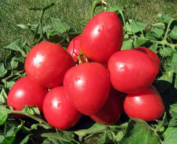 fonari-fokina-3-167027