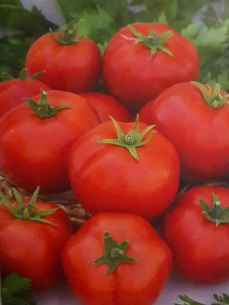 fonari-fokina-4-167027