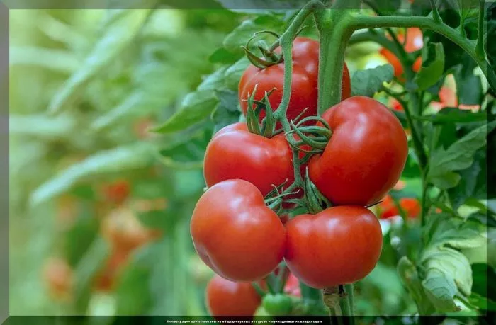 fonari-fokina-6-167027