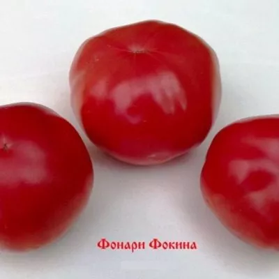 fonari-fokina-9-167027