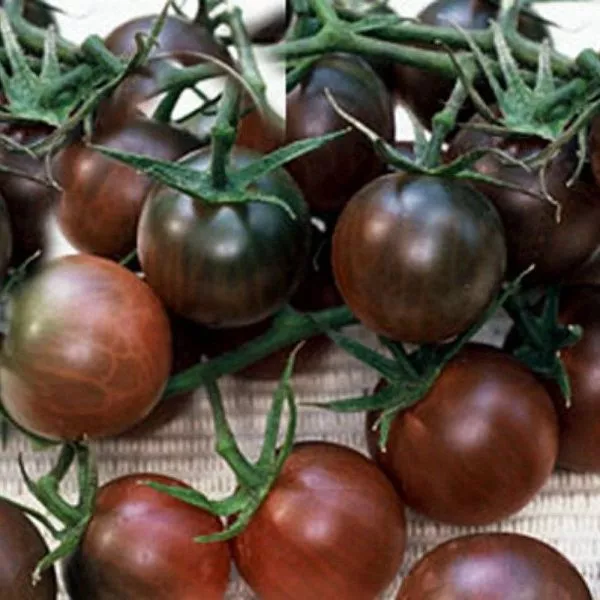 forte-akko-main-156668