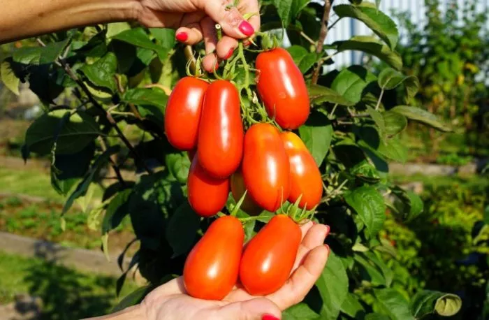 frantsuzskiy-zavtrak-1-140534