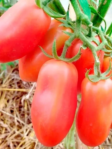 frantsuzskiy-zavtrak-2-140534-2