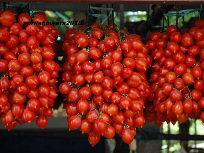 fruktovaya-gora-2-148664