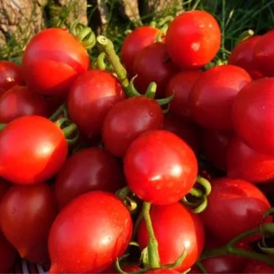 fruktovaya-gora-main-148664