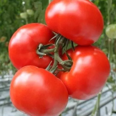 garmoniya-main-168693