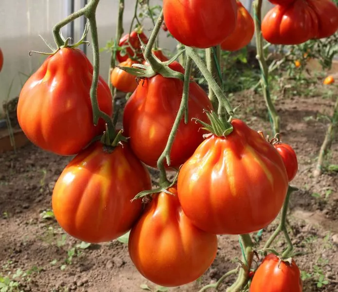 garmoshka-1-139182-1