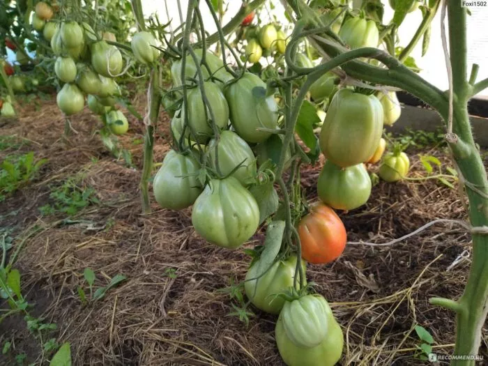 garmoshka-1-139182-2