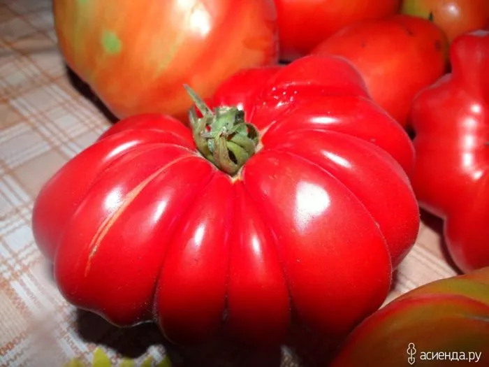 garmoshka-1-139182-3