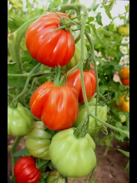 garmoshka-2-139182-1