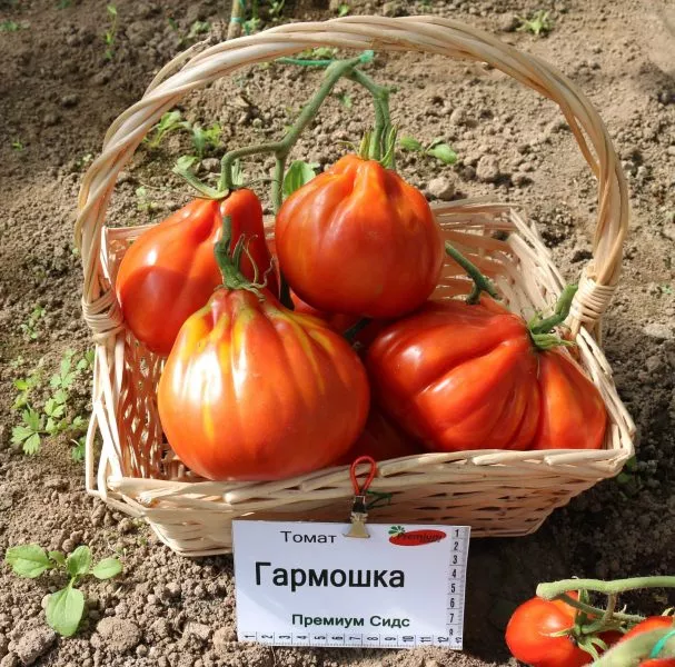 garmoshka-2-139182-1