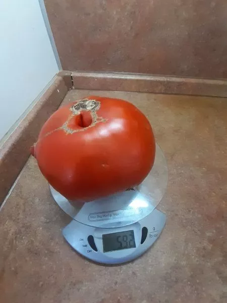 gertsegovina-1-155245