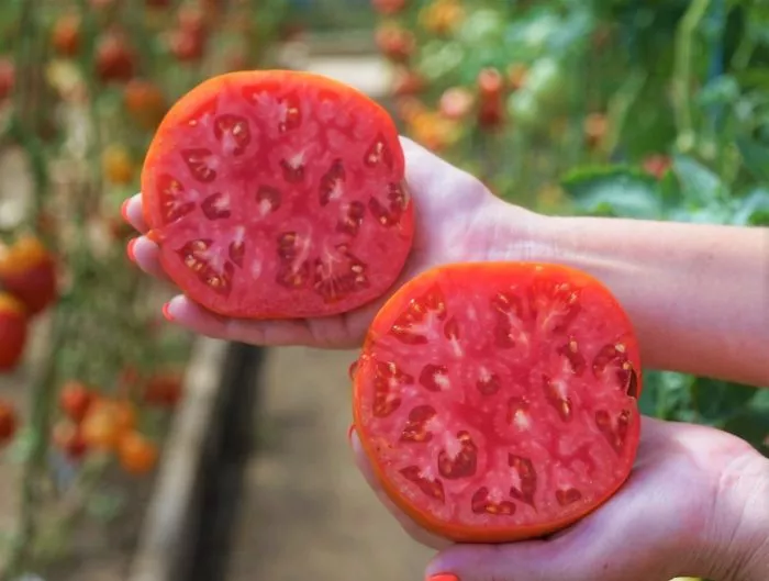 gertsegovina-3-155245