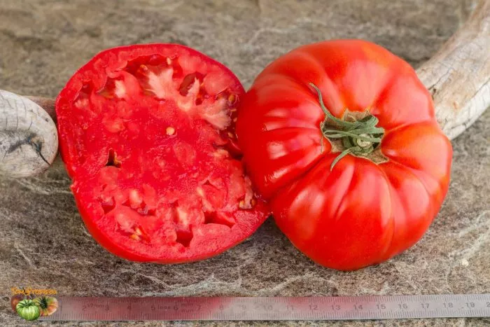 gertsegovina-main-155245