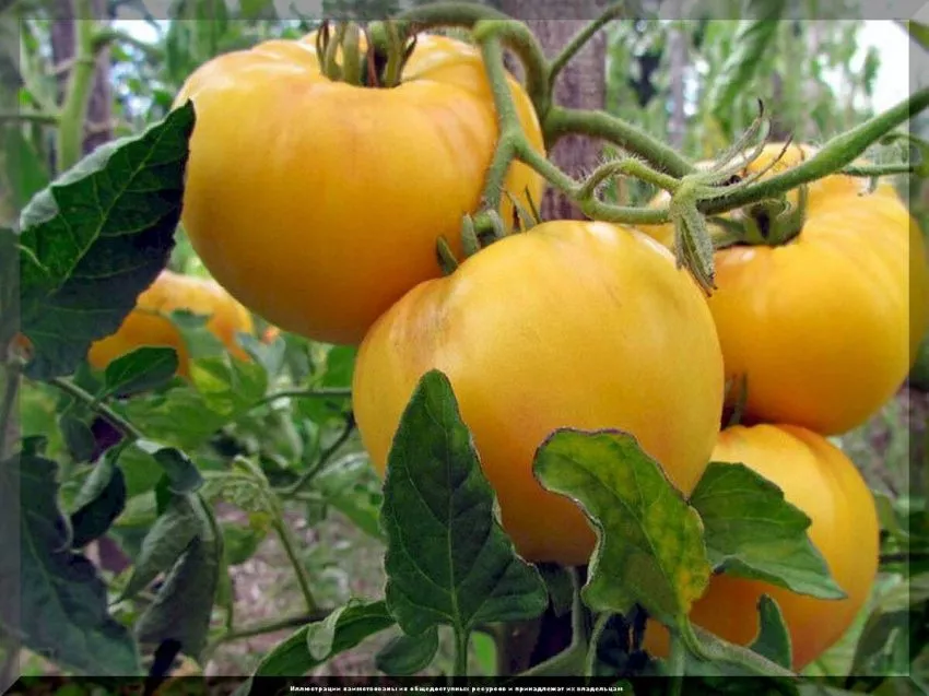 gigant-limonnyy-2-133869