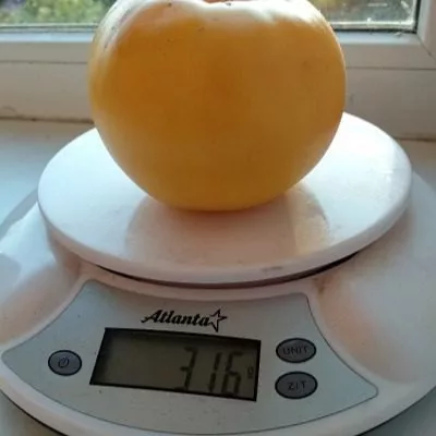 gigant-limonnyy-4-133869