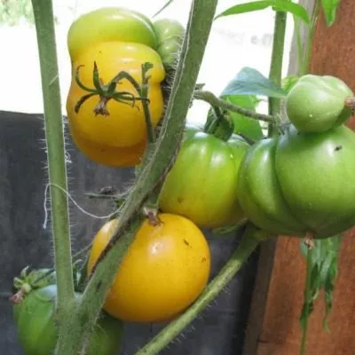 gigant-limonnyy-5-133869