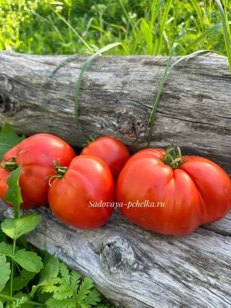 gigant-mana-gigantskaya-mana-4-161820