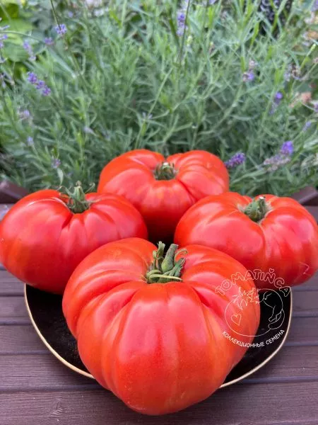 gigant-mana-gigantskaya-mana-5-161820