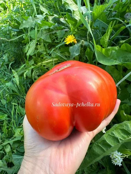 gigant-mana-gigantskaya-mana-8-161820