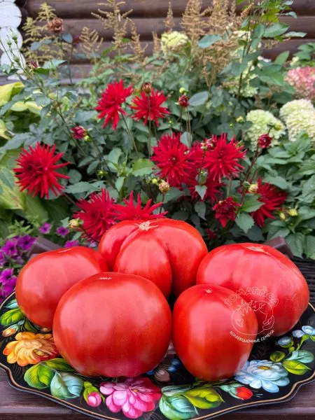 gigant-mana-gigantskaya-mana-9-161820