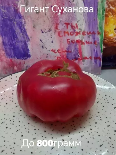 gigant-suhanova-2-155718